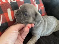 Dopey, a male French Bulldog for sale in Warrenton, MO – Photo 9 of 10