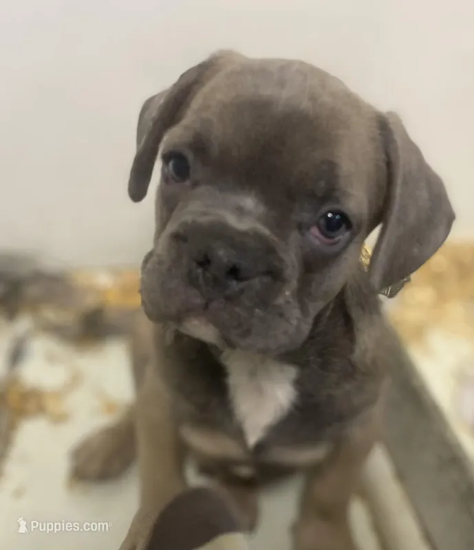 Dopey, a male French Bulldog for sale in Warrenton, MO – Photo 1 of 10