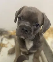 Dopey, a male French Bulldog for sale in Warrenton, MO – Photo 1 of 10