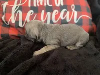 Dopey, a male French Bulldog for sale in Warrenton, MO – Photo 10 of 10