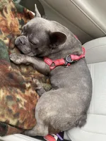 Lilac Vegas, a female French Bulldog for sale in Warrenton, MO – Photo 2 of 2