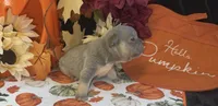 Willow, a female French Bulldog for sale in Warrenton, MO – 8 of 8
