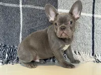 Charlie, a male French Bulldog for sale in Warrenton, MO – Photo 4 of 10