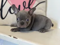 Charlie, a male French Bulldog for sale in Warrenton, MO – Photo 1 of 8