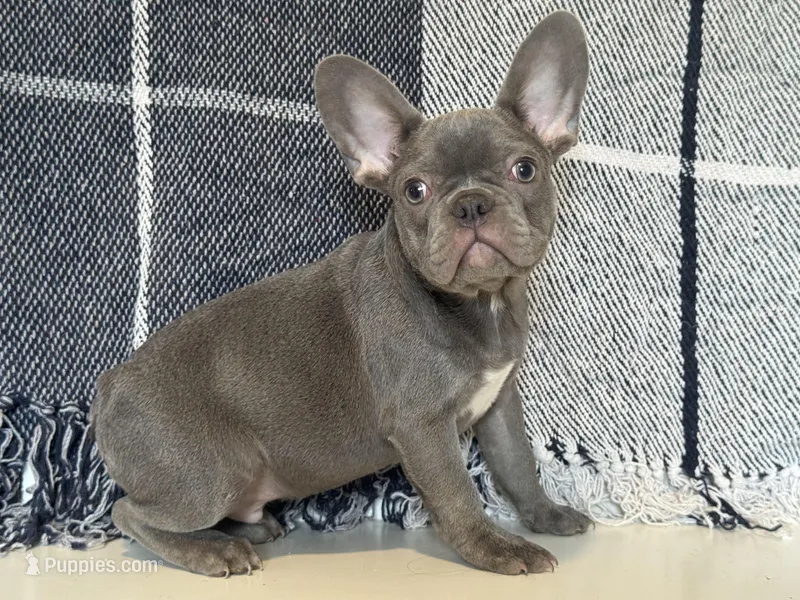 Charlie – French Bulldog puppy for sale in Warrenton, MO