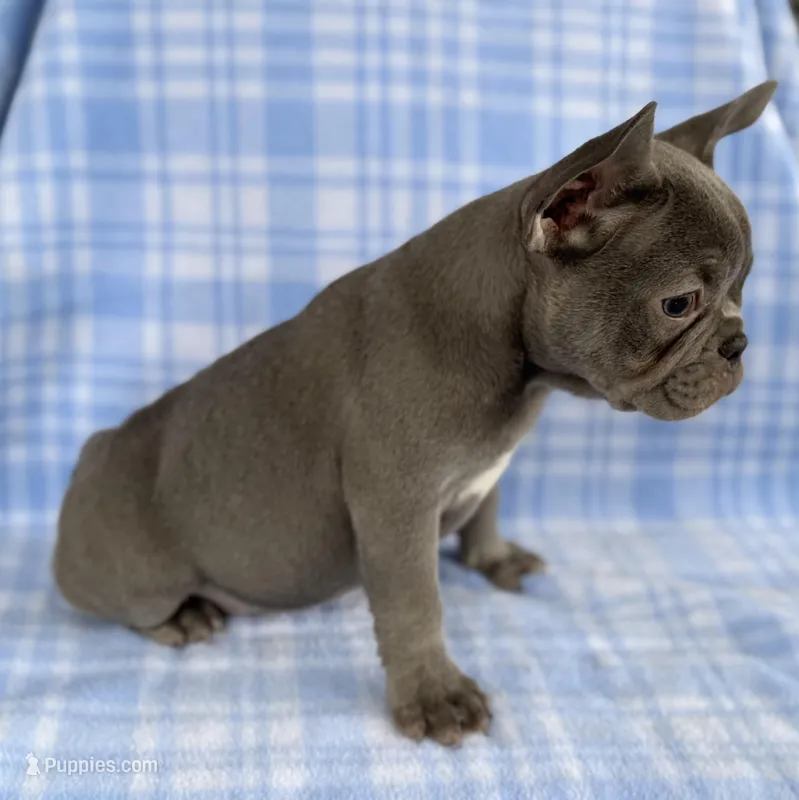 Charlie – French Bulldog puppy for sale in Warrenton, MO