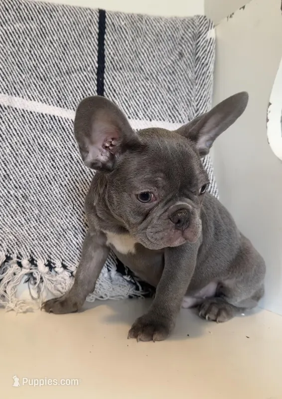 Charlie – French Bulldog puppy for sale in Warrenton, MO