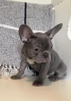 Charlie, a male French Bulldog for sale in Warrenton, MO – Photo 2 of 10