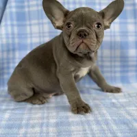 Charlie, a male French Bulldog for sale in Warrenton, MO – Photo 9 of 10