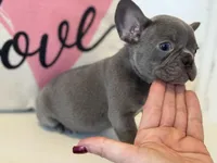 Charlie, a male French Bulldog for sale in Warrenton, MO – Photo 2 of 8