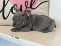 Charlie, a male French Bulldog for sale in Warrenton, MO – Photo 6 of 8