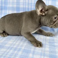 Charlie, a male French Bulldog for sale in Warrenton, MO – Photo 8 of 10