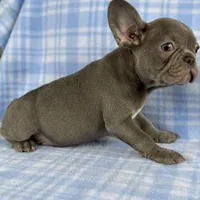 Charlie, a male French Bulldog for sale in Warrenton, MO – Photo 7 of 10