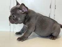 Charlie, a male French Bulldog for sale in Warrenton, MO – Photo 4 of 8