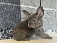 Charlie, a male French Bulldog for sale in Warrenton, MO – Photo 3 of 10