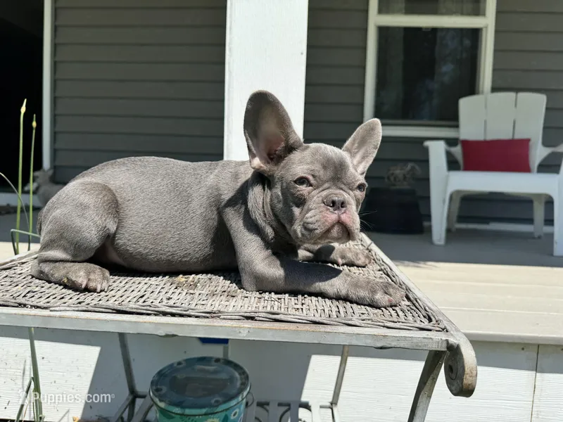 Charlie – French Bulldog puppy for sale in Warrenton, MO