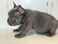 Charlie, a male French Bulldog for sale in Warrenton, MO – Photo 7 of 8