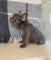 Charlie, a male French Bulldog for sale in Warrenton, MO – Photo 5 of 10