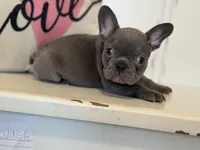 Charlie, a male French Bulldog for sale in Warrenton, MO – Photo 5 of 8