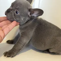 Charlie, a male French Bulldog for sale in Warrenton, MO – Photo 10 of 10