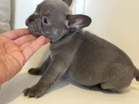 Charlie, a male French Bulldog for sale in Warrenton, MO – Photo 8 of 8