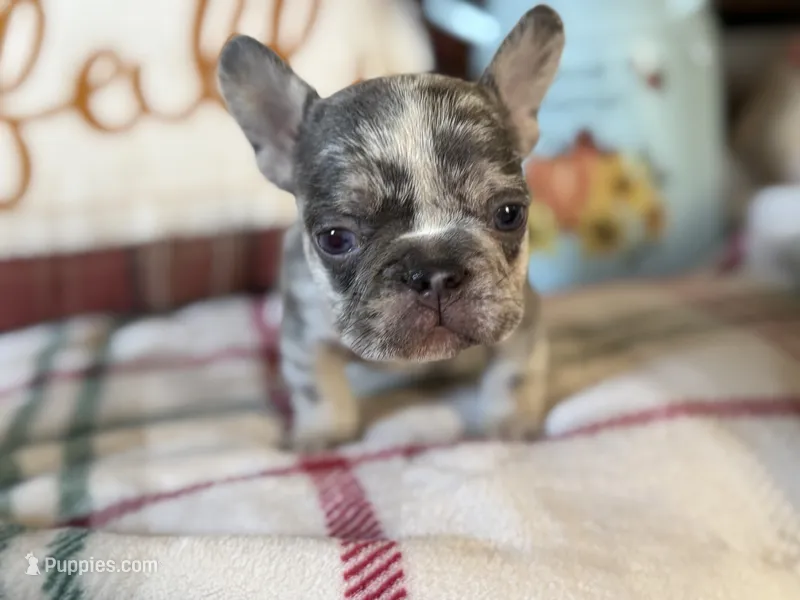 Pumpkin – French Bulldog puppy for sale in Warrenton, MO