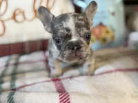 Pumpkin, a male French Bulldog for sale in Warrenton, MO – 1 of 10