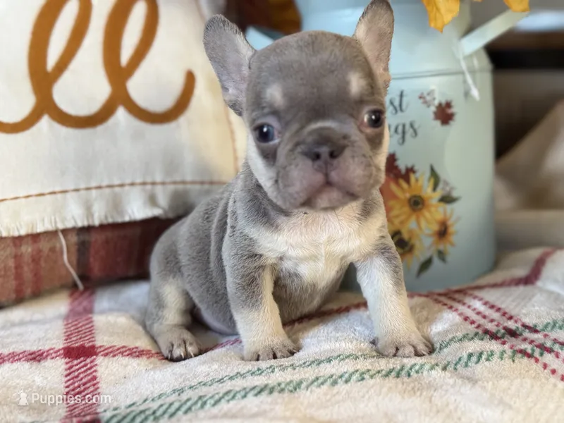 Willow – French Bulldog puppy for sale in Warrenton, MO