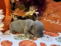 Peanut, a male French Bulldog for sale in Warrenton, MO – 3 of 7