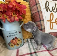 Charlie, a male French Bulldog for sale in Warrenton, MO – 6 of 9