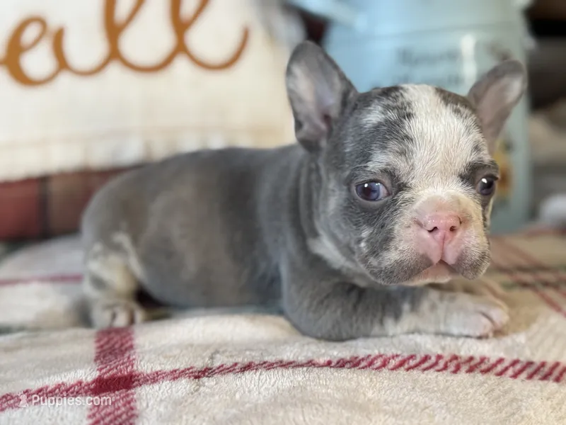 Honey – French Bulldog puppy for sale in Warrenton, MO