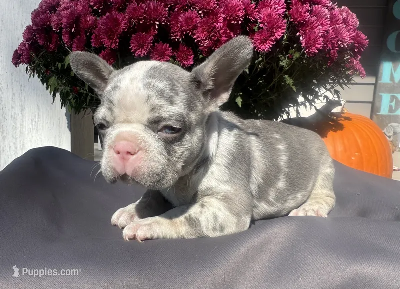 Honey – French Bulldog puppy for sale in Warrenton, MO