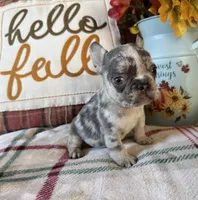 Pumpkin, a male French Bulldog for sale in Warrenton, MO – 5 of 10