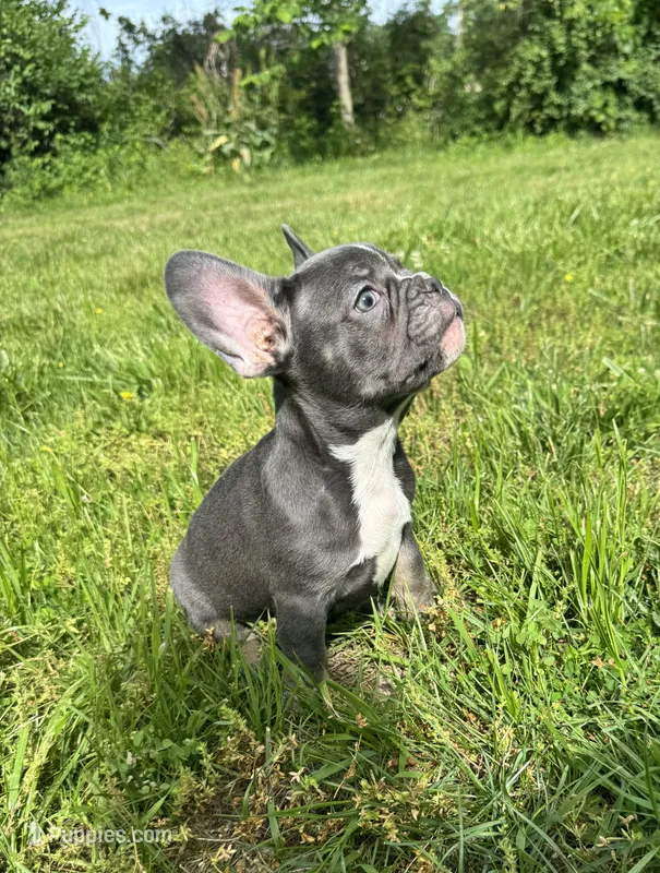 Tank – French Bulldog puppy for sale in Warrenton, MO