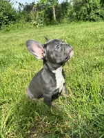 Tank, a male French Bulldog for sale in Warrenton, MO – 1 of 10