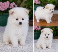 Pomeranian puppie male, a male Pomeranian for sale in Indianapolis, IN – 2 of 4