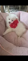 Pomeranian puppie Female, a female Pomeranian for sale in Indianapolis, IN – 4 of 7
