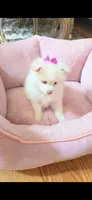 Pomeranian puppie Female, a female Pomeranian for sale in Indianapolis, IN – 3 of 7