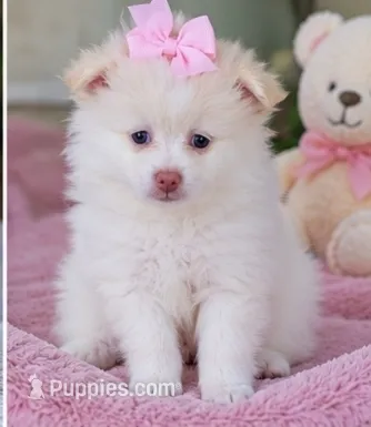 Pomeranian puppie Female – Pomeranian puppy for sale in Indianapolis, IN