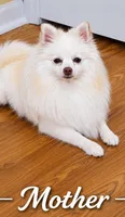 Pomeranian puppie Female, a female Pomeranian for sale in Indianapolis, IN – 6 of 7