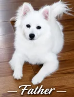 Pomeranian puppie Female, a female Pomeranian for sale in Indianapolis, IN – 7 of 7