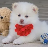 Pomeranian puppie Female, a female Pomeranian for sale in Indianapolis, IN – 2 of 7