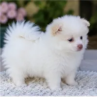 Pomeranian puppie male, a male Pomeranian for sale in Indianapolis, IN – 4 of 5