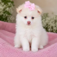 Pomeranian puppie Female, a female Pomeranian for sale in Indianapolis, IN – 5 of 7
