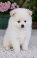 Pomeranian puppie male, a male Pomeranian for sale in Indianapolis, IN – 1 of 4