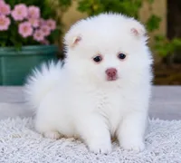 Pomeranian puppie male, a male Pomeranian for sale in Indianapolis, IN – 1 of 5
