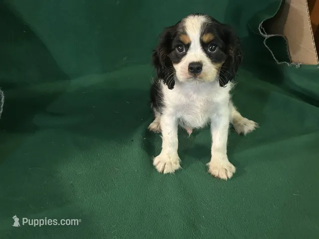Chance – Cavalier King Charles Spaniel puppy for sale in Chouteau, OK