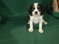 Chance, a male Cavalier King Charles Spaniel for sale in Chouteau, OK – 1 of 4
