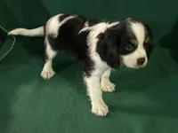 Chance, a male Cavalier King Charles Spaniel for sale in Chouteau, OK – 4 of 4