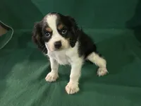 Chance, a male Cavalier King Charles Spaniel for sale in Chouteau, OK – 2 of 4